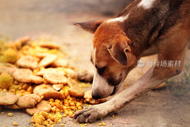 爱吃甜食的狗