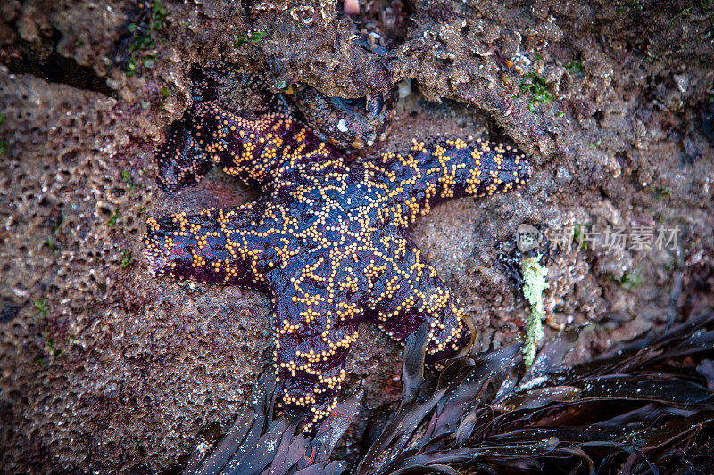赭色海星(海星)在利奥卡里略州立海滩潮汐池，加利福尼亚州
