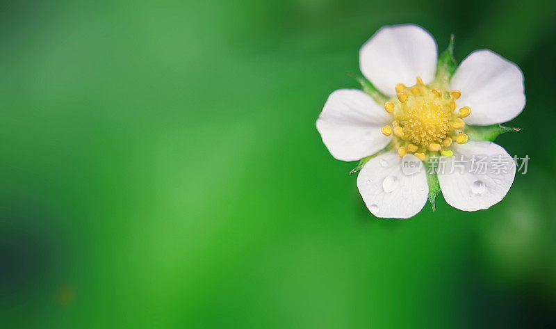 绿草莓花