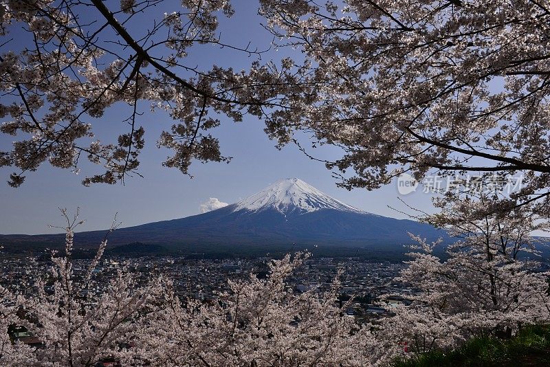 樱花盛开的富士山，取自富士吉田市