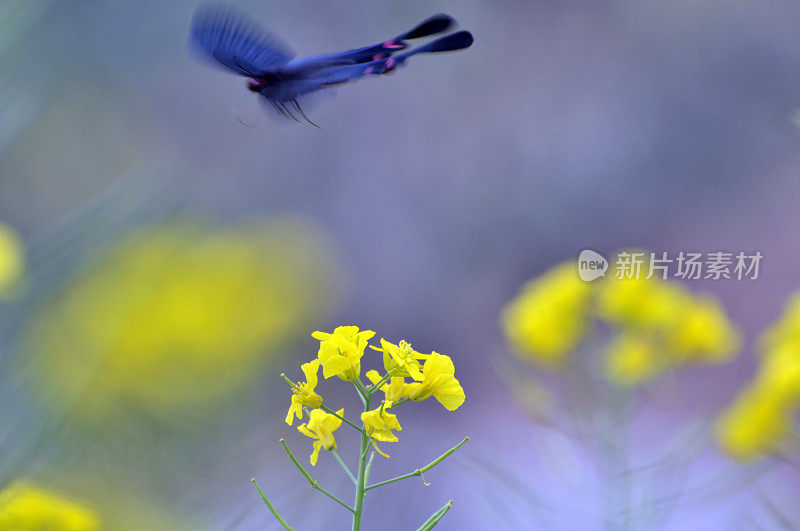 油菜花上的蝴蝶