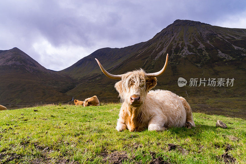 苏格兰斯凯岛毛茸茸的高地奶牛
