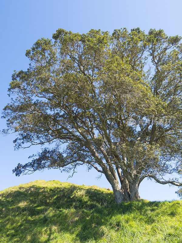 橡树在伊甸山域公园-奥克兰，新西兰