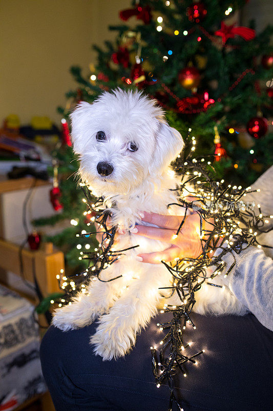 可爱的小狗被圣诞彩灯包裹着