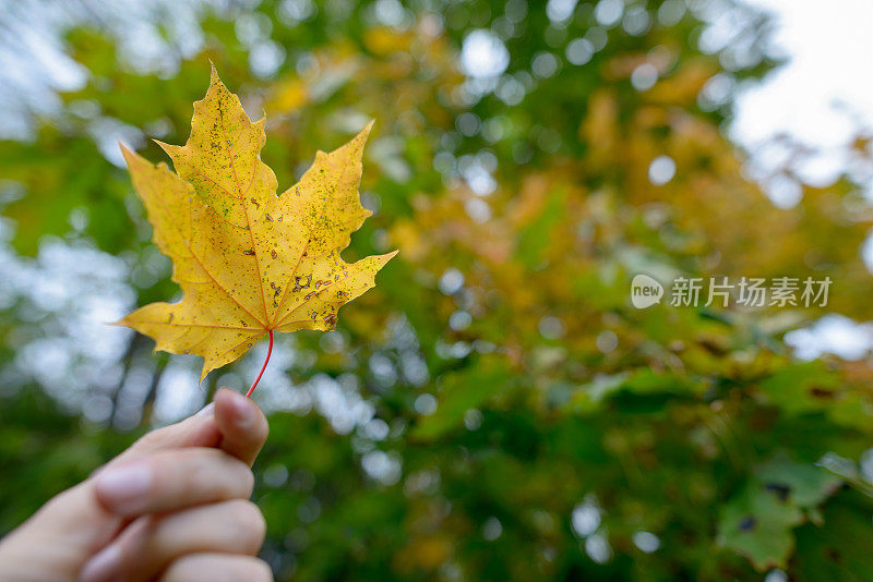 近距离的秋天枫叶在模糊的树木对明亮的蓝色天空