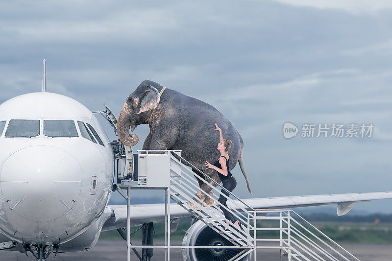 一个女人把大象装上飞机