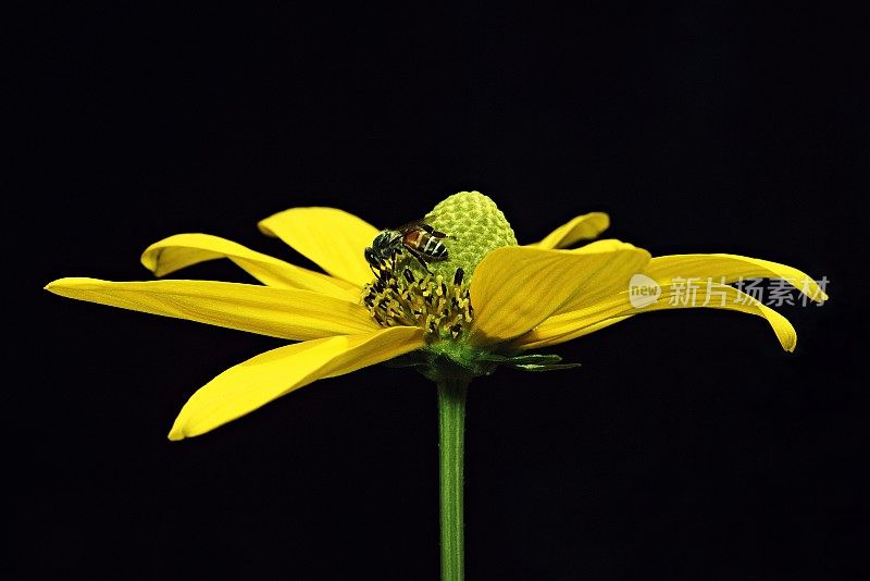 黄花花粉上的蜜蜂(黑色背景)