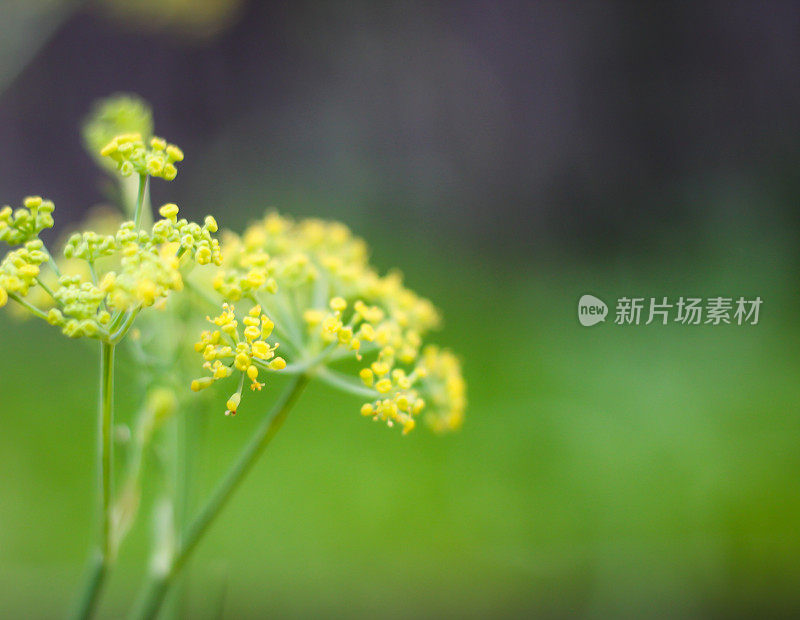 香草花园茴香花