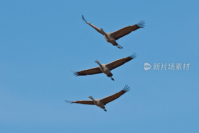 沙丘鹤飞