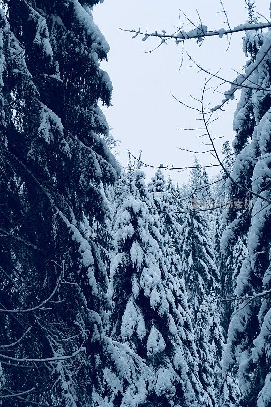 在欧洲阿尔卑斯山脉，冰雪覆盖的冬季景观和森林