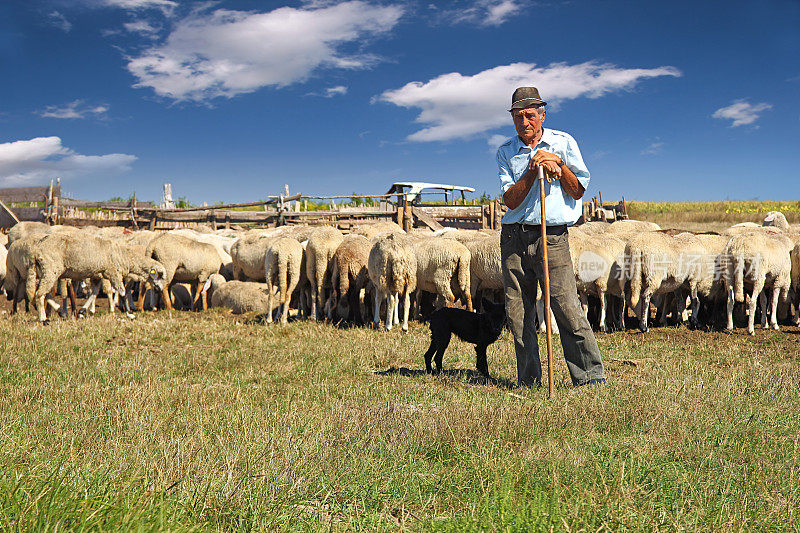 牧羊人和他的狗和放牧的羊群