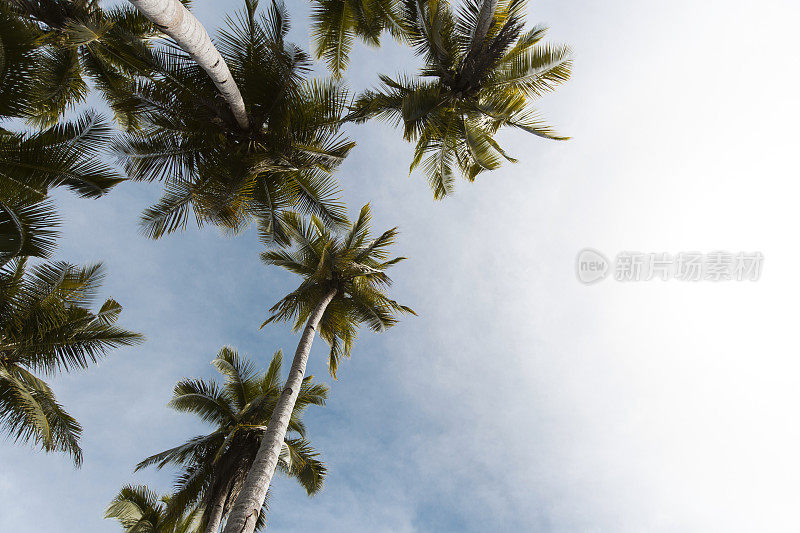 在晴朗的蓝天里仰望棕榈树