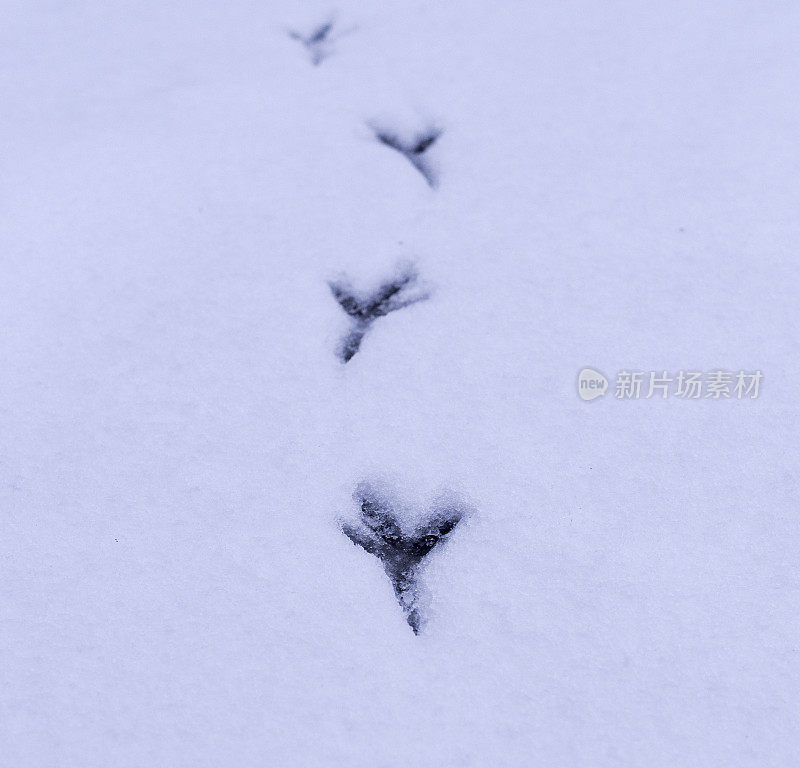 鸟在雪地上留下的足迹。背景、概念。