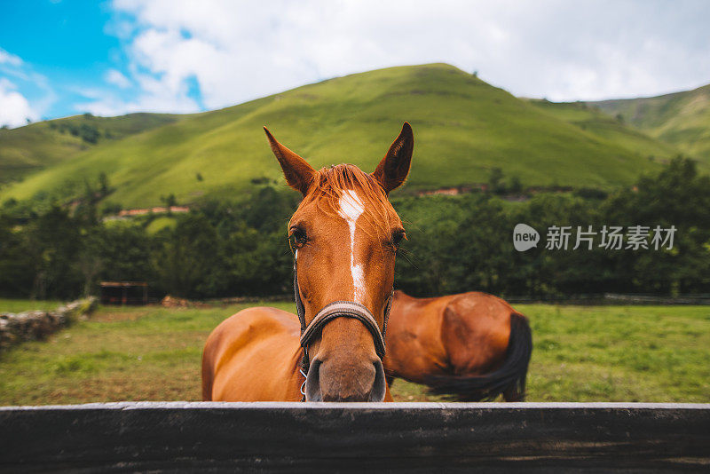 漂亮的马