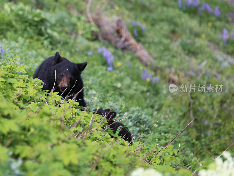黑熊和幼崽，飓风脊，奥林匹克国家公园，西澳大利亚州