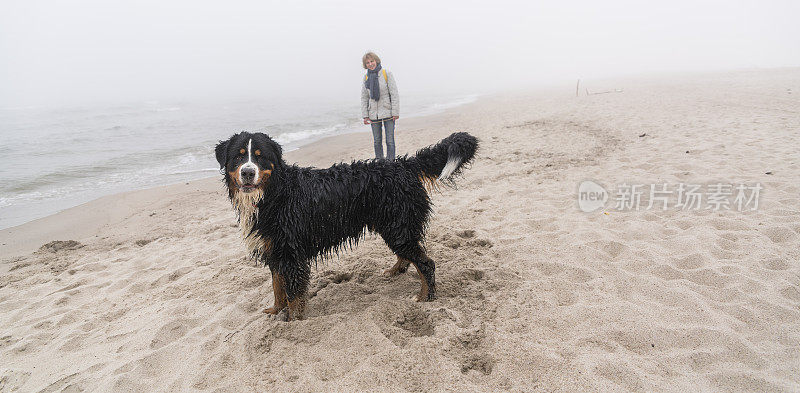 这只潮湿的纯种伯恩斯山地犬和它的主人，一位迷人的50多岁的老妇在海滩上