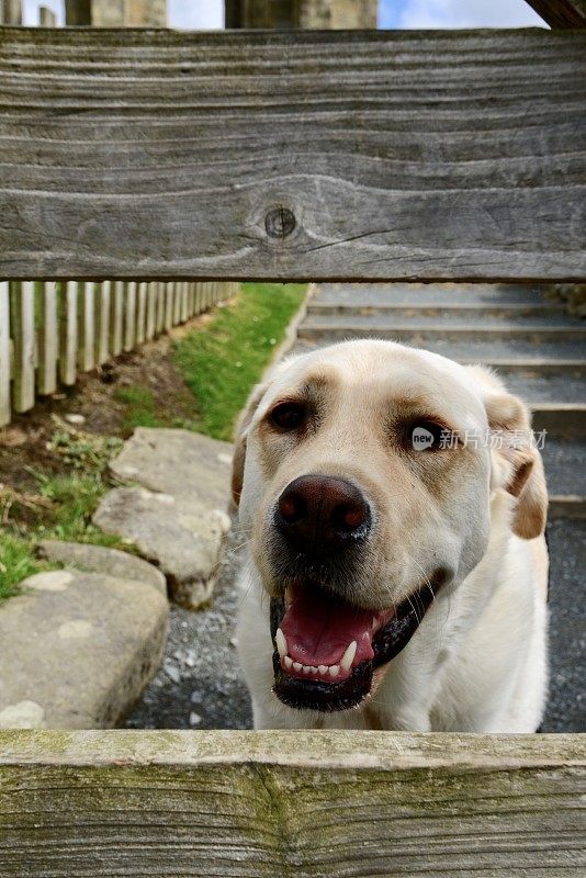 一只拉布拉多猎犬和一扇木门