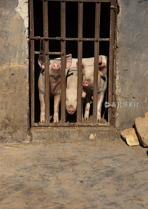 中国的三只小猪被关在监狱里。