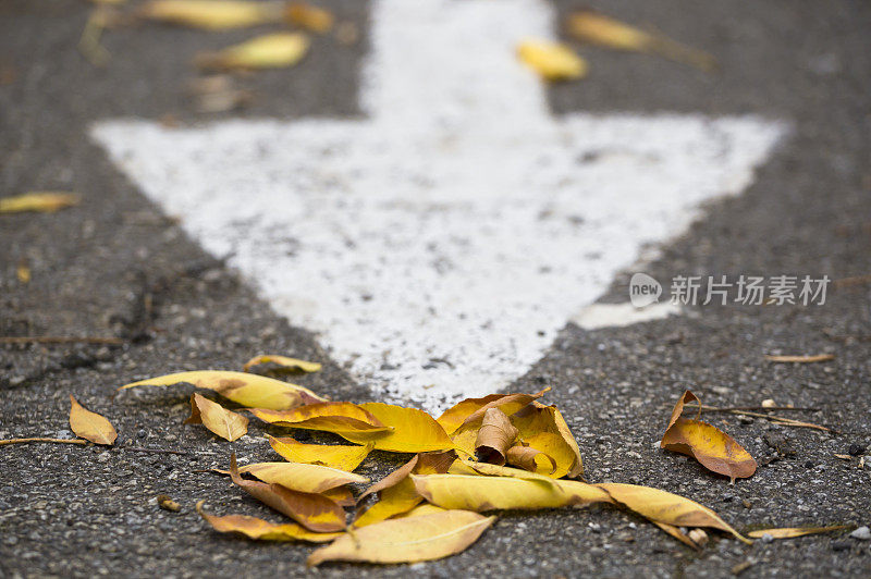 路的方向箭头指向一堆堆干枯、发黄、飘落的秋叶。正上方的观点。