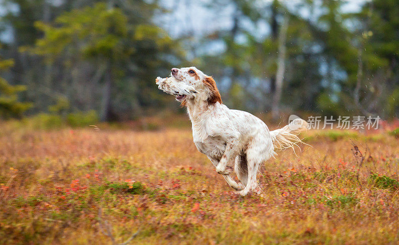 秋天，挪威奥普兰的挪威山区，训练英国猎犬