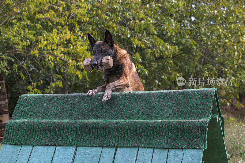 荷兰牧羊犬跳过障碍