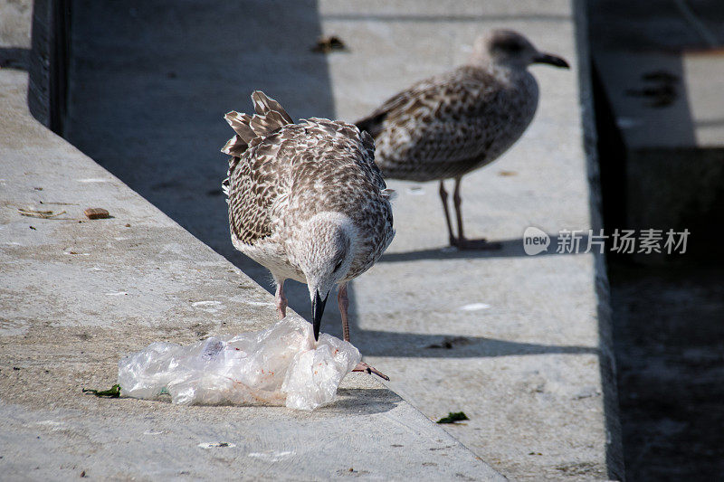 海鸥捡起丢弃的塑料垃圾袋