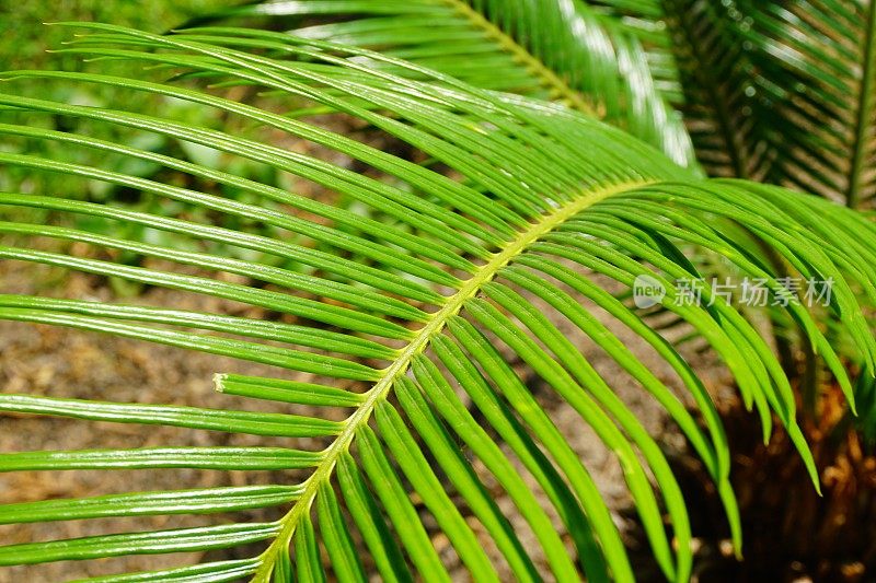 热带的绿色棕榈树叶