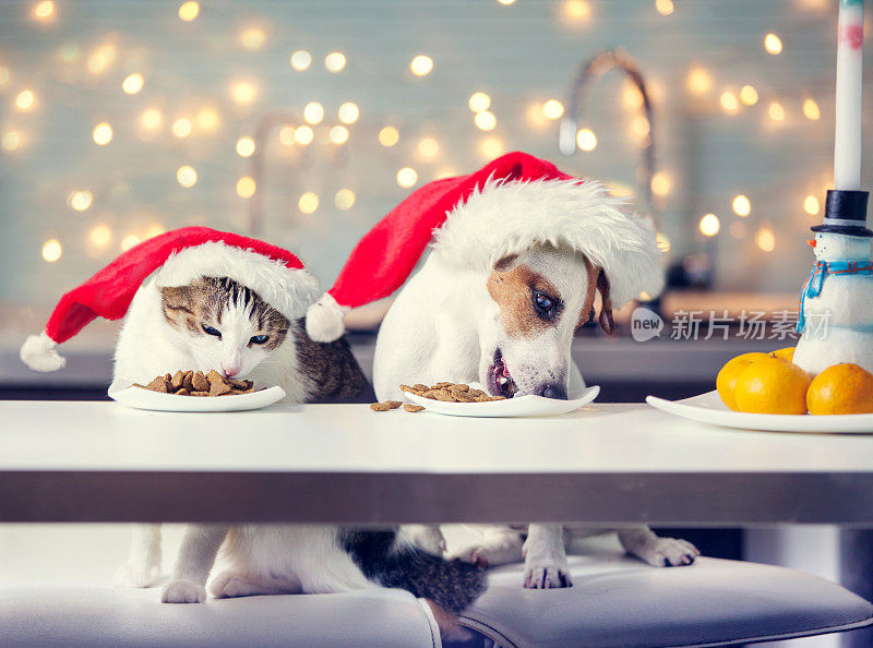 狗和猫在圣诞帽吃食物