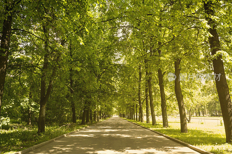 夏天的绿色小巷。柔和的光。美丽的自然景观。