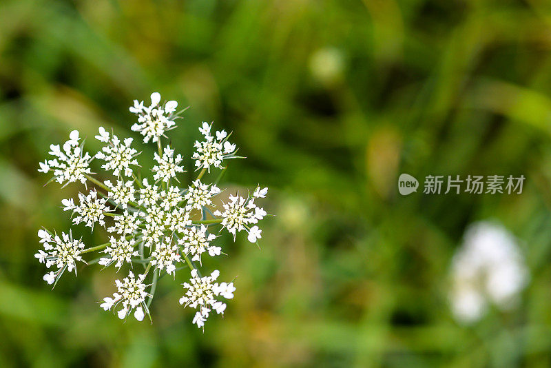 安妮女王的花边