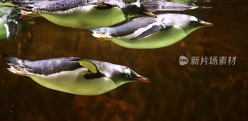 企鹅漂浮在水下