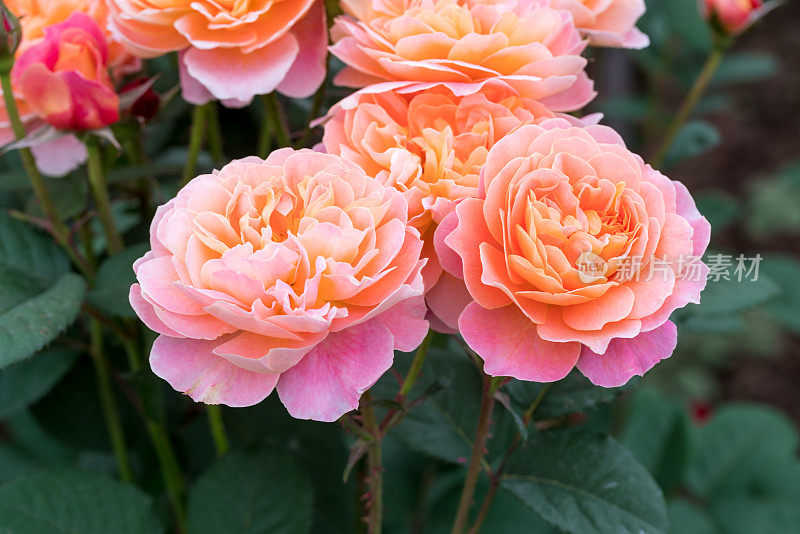 橙色和粉红色的玫瑰在春天盛开