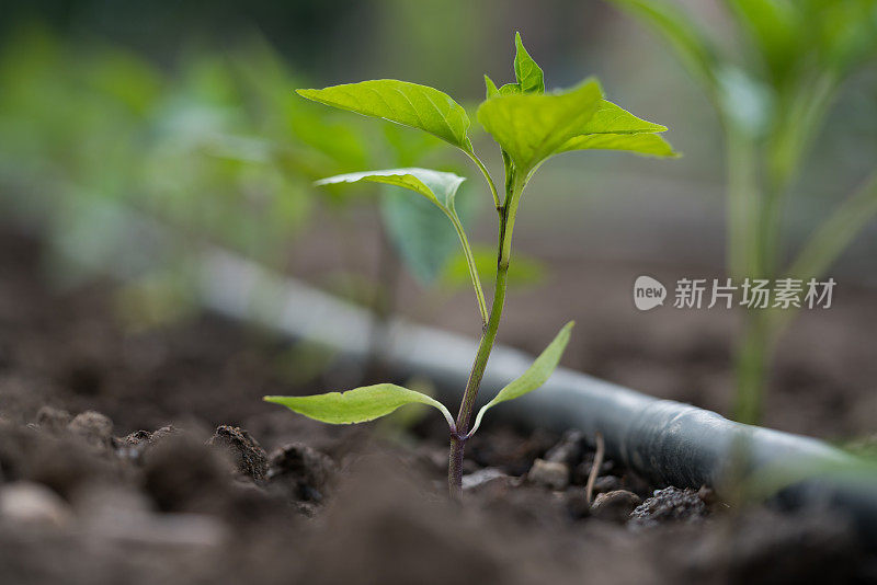 辣椒苗滴灌系统