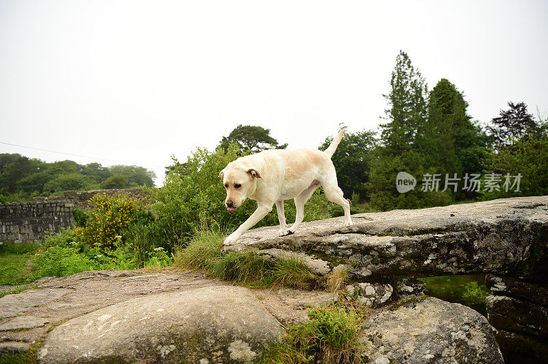 达特穆尔的拉布拉多寻回犬