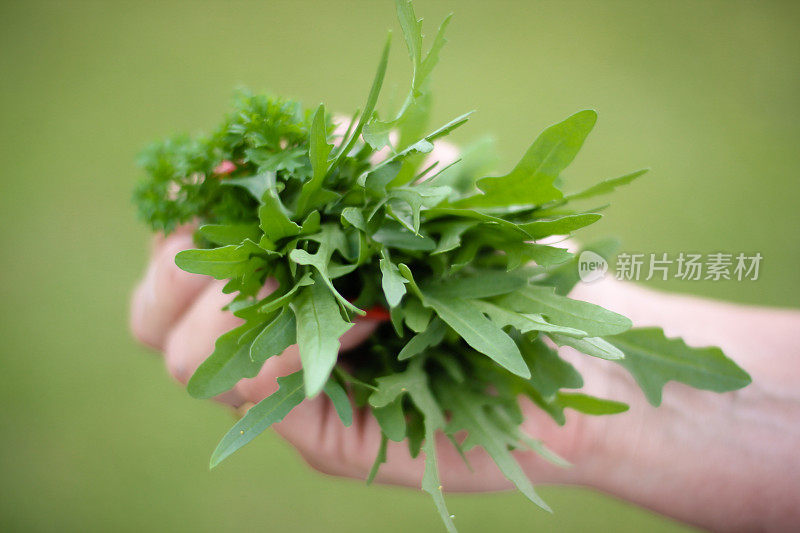 手里拿着刚从花园里摘来的香草