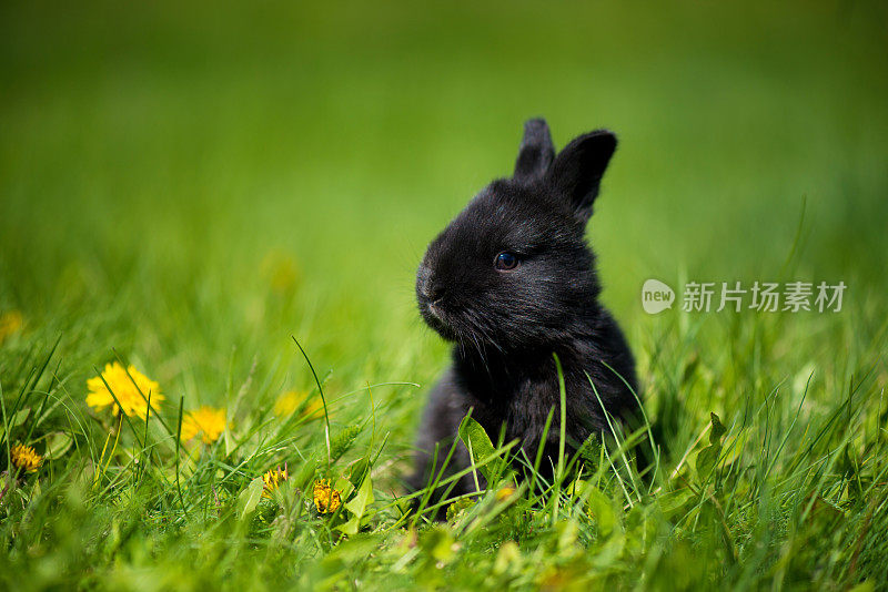 可爱的黑色兔子和蒲公英花坐在草地上。风景如画的栖息地，生活在草甸里