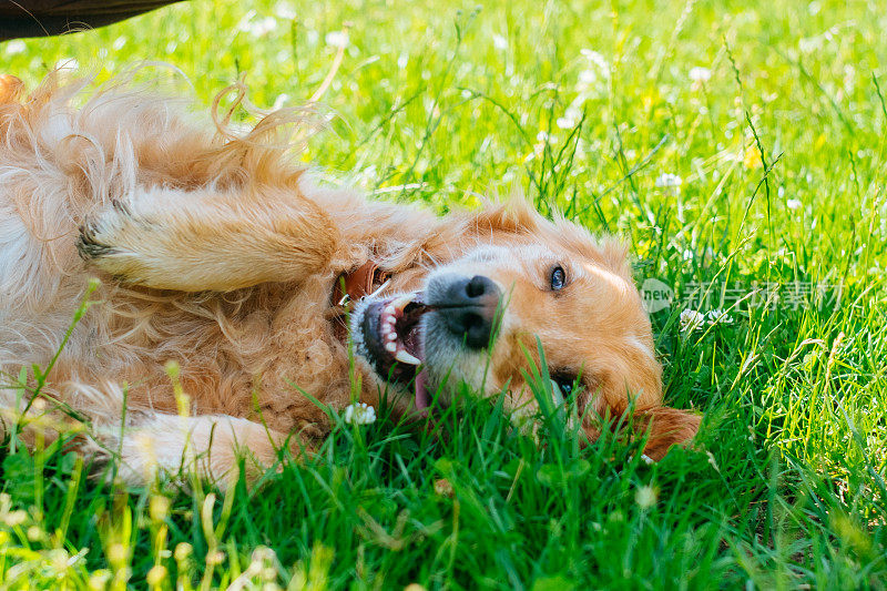 草地上的金毛寻回犬