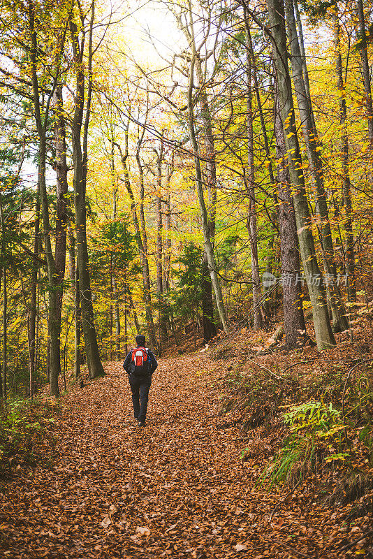 秋天森林徒步旅行