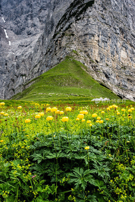 奥地利卡温德尔山脉的高山草甸