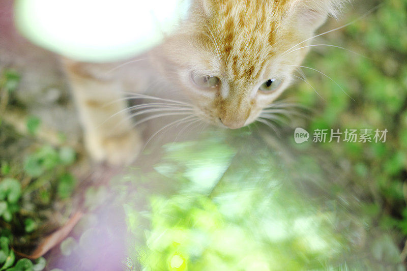 小姜猫和多色的背景