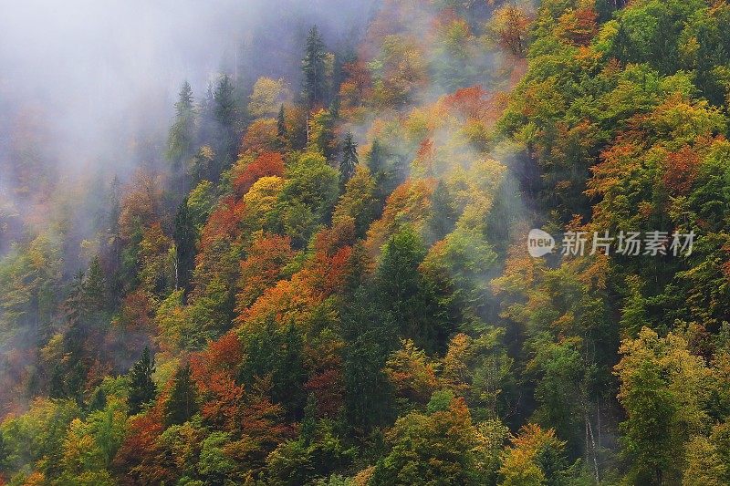 雾蒙蒙的松树高山林地景观秋天-巴伐利亚阿尔卑斯，德国