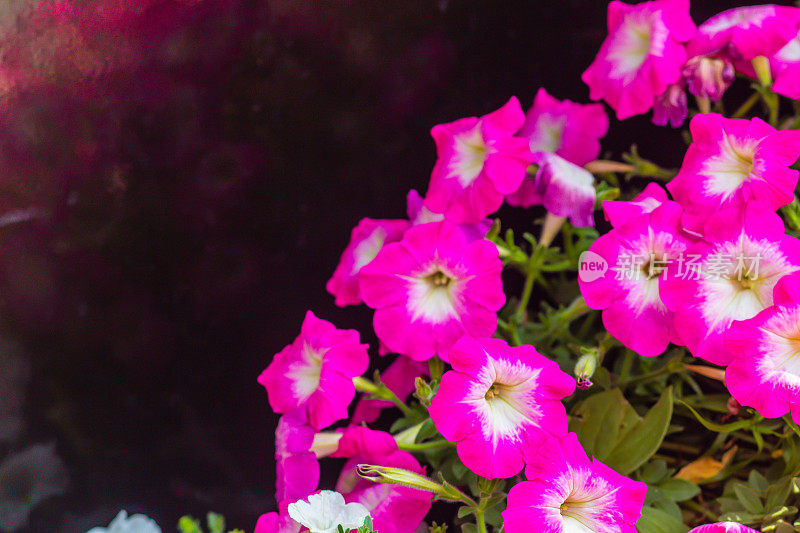 美丽的粉红色矮牵牛花与白色花粉和复制空间。矮牵牛花是我们最受欢迎的夏季床上植物之一，整个夏天开花，直到秋季的第一场严重霜冻。