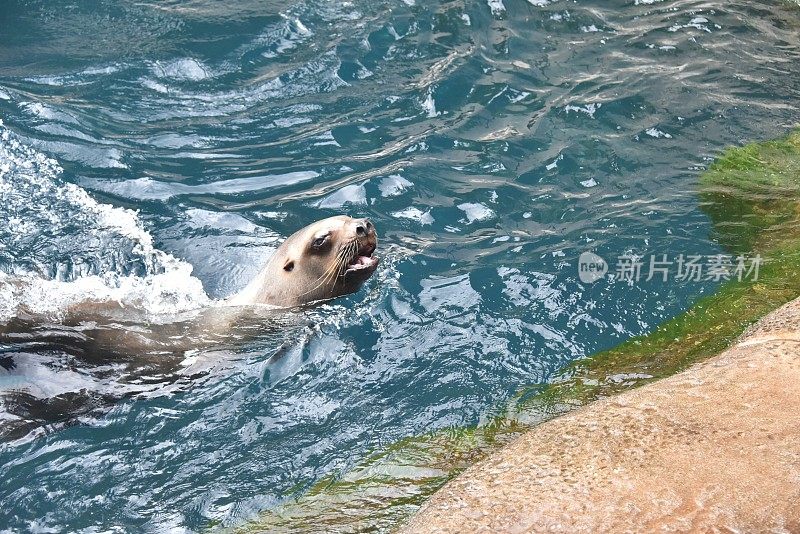 水中海狮