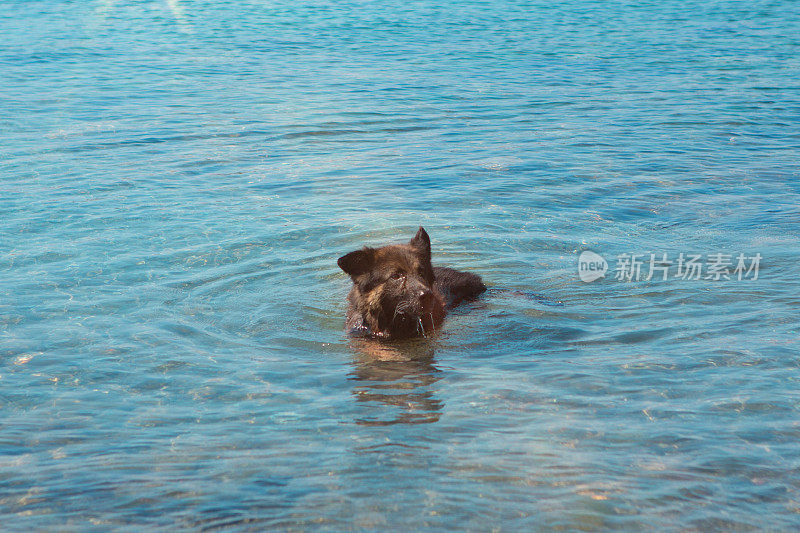 狗在海里游泳。阳光明媚的夏天。

照片
狗在海里游泳。