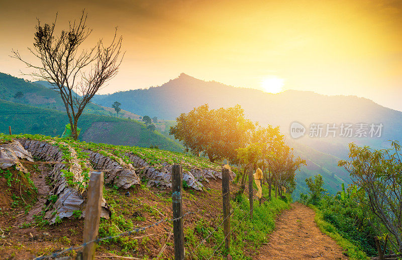 泰国北部的山景，日出和薄雾