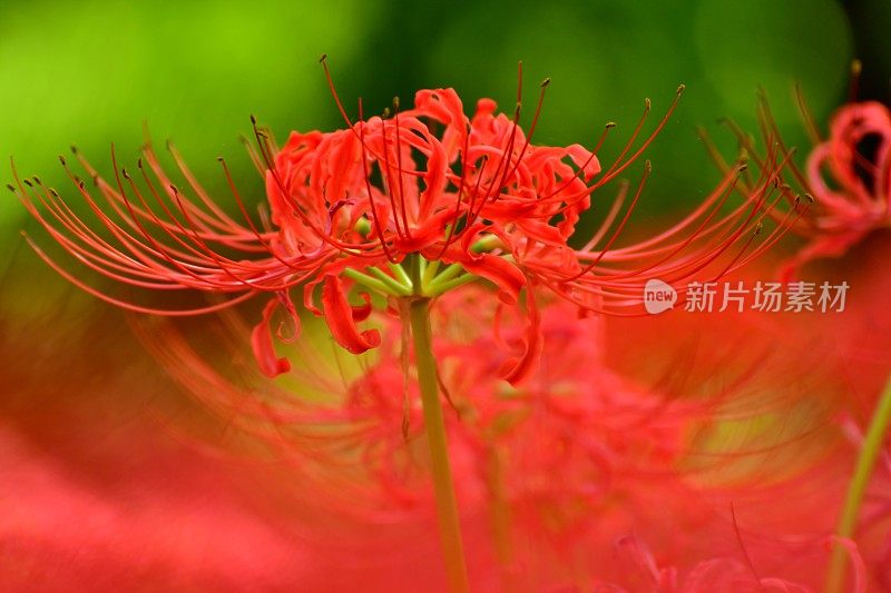 蜘蛛百合花，日高市，日本