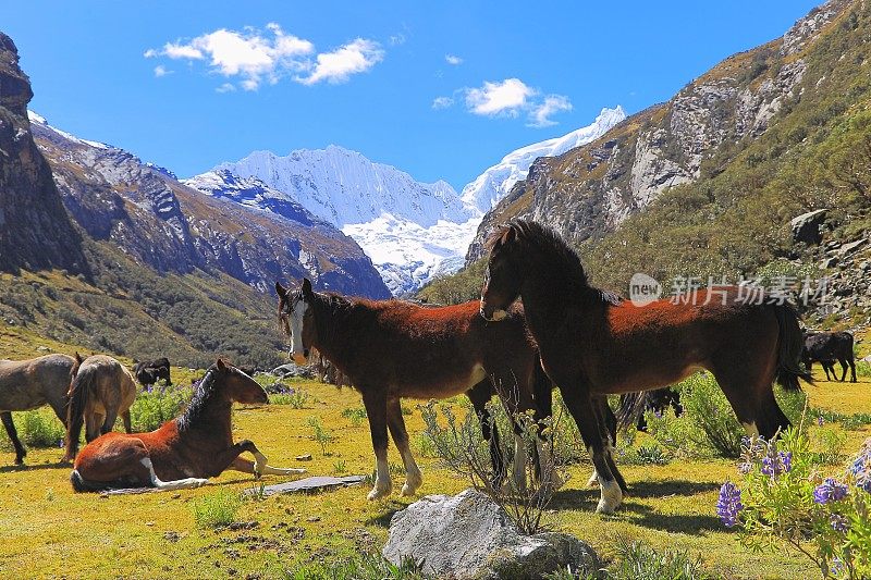 在拉卡山谷休息的马:奥夏帕尔卡和兰拉帕尔卡，科迪勒拉布兰卡-秘鲁