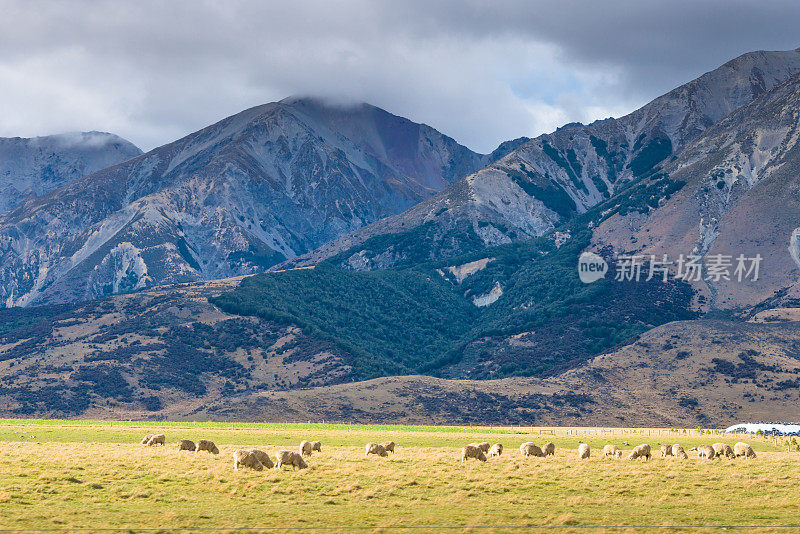 新西兰绵羊农场和山区背景。