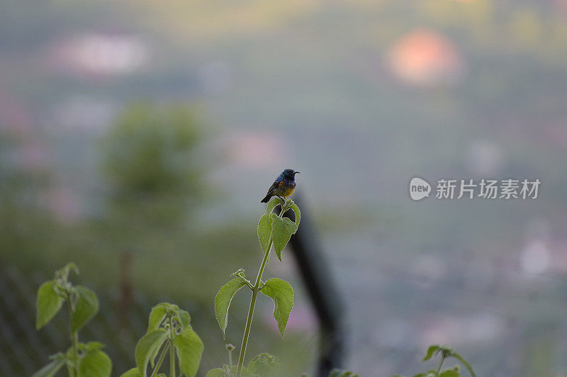 可变太阳鸟的卢旺达-非洲