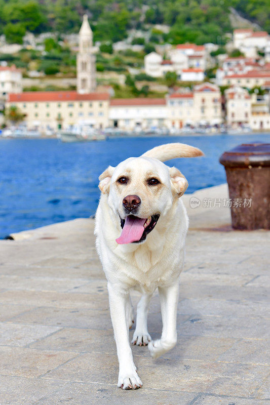 克罗地亚的拉布拉多寻回犬